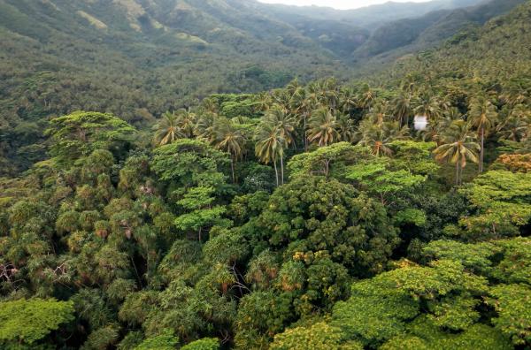 Bild 1 von 3: Drawa ist ein Gebiet mit tropischem Regenwald auf der Fidschi-Insel Vanua Levu, das von acht indigenen Clans dauerhaft vor der Abholzung geschützt wird.