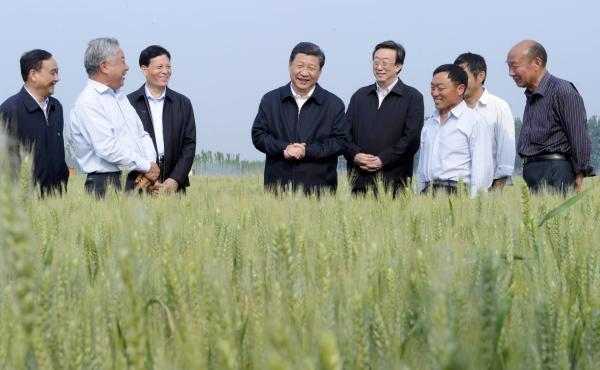 Bild 1 von 3: Xi Jinping bei einer Inspektion eines Weizenfeldes in Zhangshi am 09. Mai 2014.