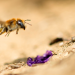 Biene Majas wilde Schwestern