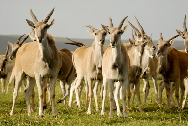 Bild 1 von 6: Elen-Antilopen.