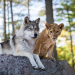Le loup et le lion