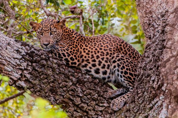 Bild 1 von 4: Der stark gefährdete Sri-Lanka-Leopard ist größer als seine Verwandten auf den Festland.