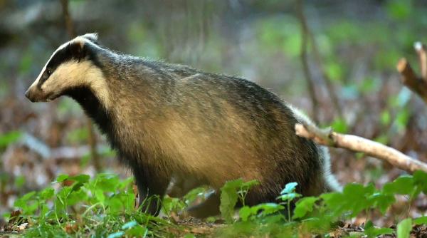 Bild 1 von 1: Dachse sind die Phantome des Waldes. Obwohl sie in vielen Lebensräumen und Regionen vorkommen, bekommt man sie so gut wie nie zu Gesicht.