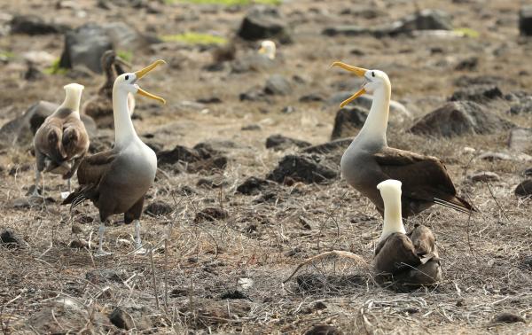 Bild 1 von 3: Auf den Galapagos-Inseln finden sich die Albatrosse zum Balztanz.
