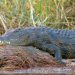 Okavango: Auf Tauchgang mit den Krokodilen