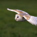 Die Supersinne der Tiere