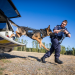Hunde im Einsatz