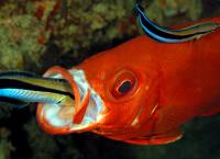 Mysteriöse Meere: Jäger und Gejagte