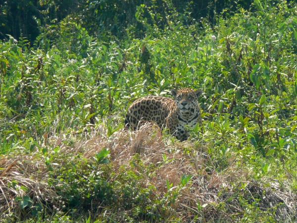 Bild 1 von 1: Ein Jaguar im Taiamá Reservat.