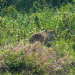 Abenteuer Wildnis