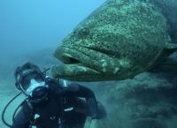Chasing Monsters - Monsterfischen auf der Spur