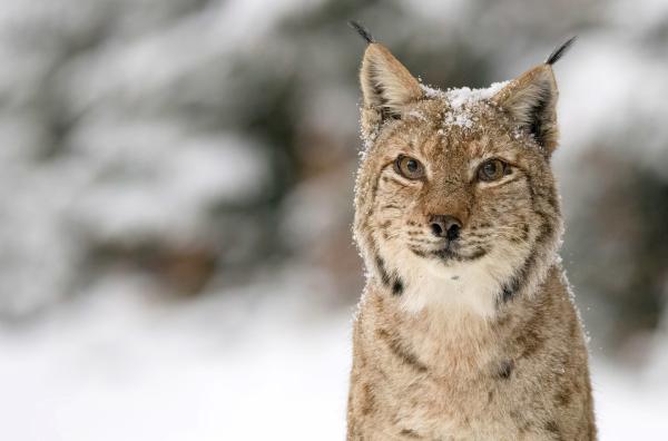 Bild 1 von 3: Der Luchs auf Streifzug durch die bergige Landschaft Transsilvaniens