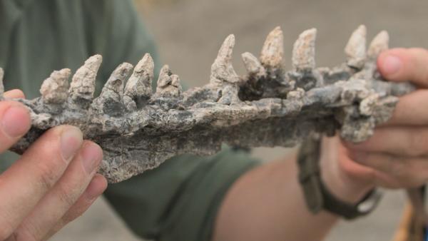 Bild 1 von 5: Im US-amerikanischen Wyoming finden sich viele Fossilien von Mosasauriern, wie dieses Stück aus einem Kiefer.