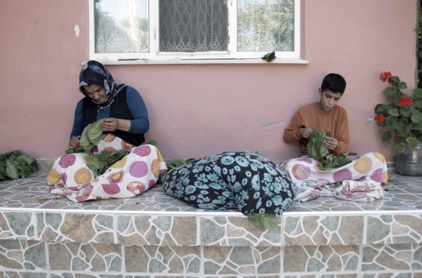 Bild 1 von 4: Der Samsun Tabak wird nur noch in wenigen Dörfern angebaut.