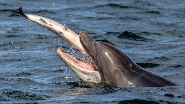 Bild 1 von 30: Im Bild: Delfin beim Fressen eines Lachses.