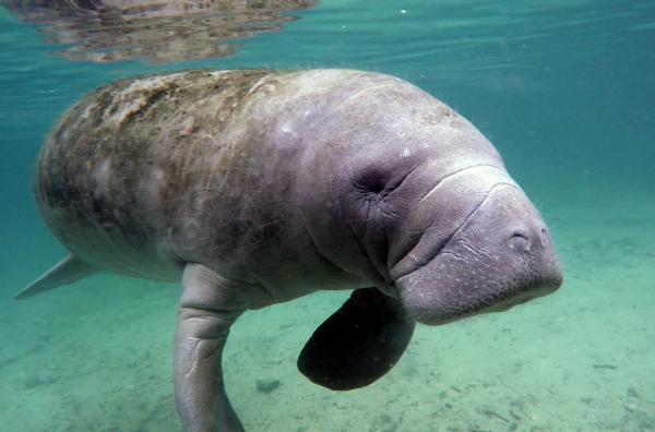 Bild 1 von 6: Ausgewachsene Seekuh in Florida