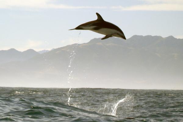Bild 1 von 7: Schwarzdelfine kommunizieren nicht nur über ihr Sonar und verschiedene Klicklaute miteinander. Auch mit ihren Sprüngen und der Art, wie sie ins Wasser tauchen, geben sie sich gegenseitig Signale.