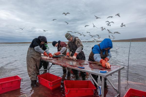 Bild 1 von 10: Frischer Fisch: Inuit verarbeiten ihren Fang direkt an der Küste des Arktischen Ozeans.
