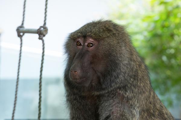 Bild 1 von 3: Pamoya Pavian ist aus ihrem Gehege ausgebüxt. Jetzt hat sie ein riesiges Problem. Der Schlüssel ist weg und ohne ihn kommt sie nicht mehr zurück.