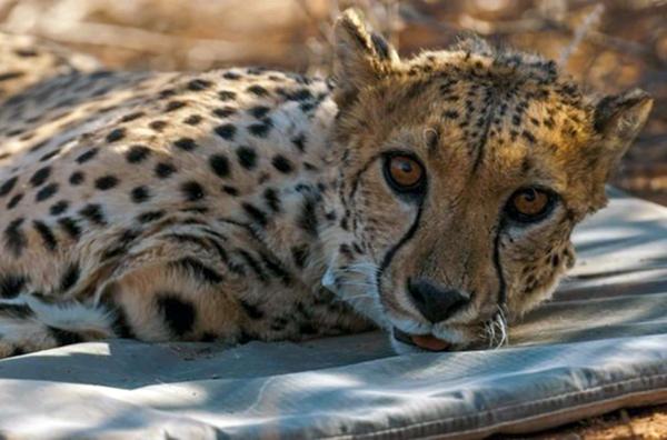 Bild 1 von 2: Trauriger Rekord: Der Gepard ist die seltenste Großkatze Afrikas.
