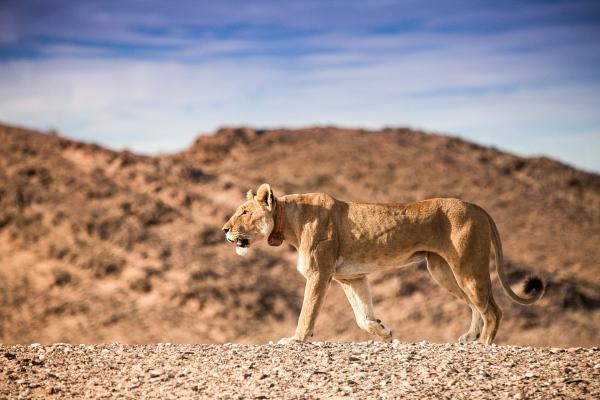 Bild 1 von 15: Löwe.
