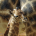 Giraffe, Erdmännchen & Co