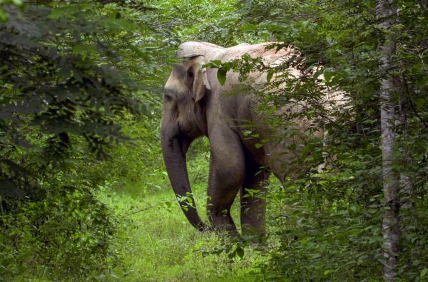 Bild 1 von 6: Asiatische Elefanten haben die Landschaft des Tenasserim-Gebirges im Westen Thailands mehr als jedes andere Tier über Millionen von Jahren geprägt.