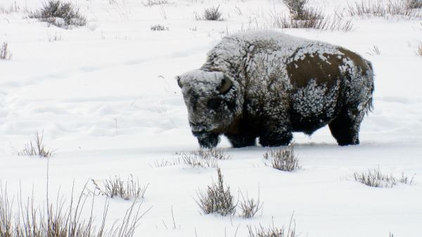 Bild 1 von 6: Bison im Winter im Yellowstone Nationalpark.
