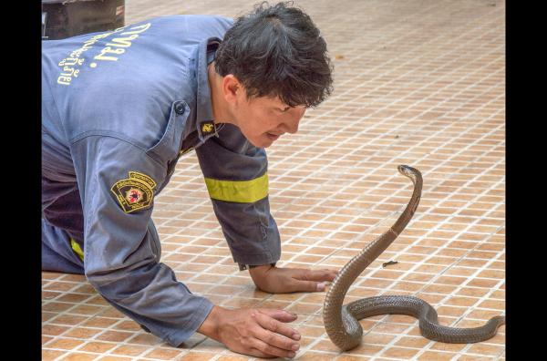 Bild 1 von 6: Auf den Betrachter wirkt Pinyos Vorgehen wie Gedankenkontrolle, die ihm den Ruf eines Schlangenflüsterers eingebracht hat. Dabei beobachtet er die Tiere nur sehr genau.