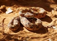 Die tödlichsten Schlangen der Welt