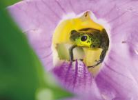 Die Farben der Tierwelt