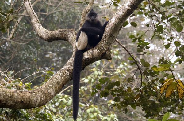 Bild 1 von 7: Die Cat-Ba-Languren sind überwiegend Baumbewohner und verbringen einen Großteil ihres Lebens in den dichten Wäldern der Insel, wo sie geschickt von Ast zu Ast springen.