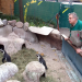 Eisbär, Affe & Co
