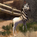 Khumba - Das Zebra ohne Streifen