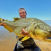 Giganten unter Wasser - Riesenfischen auf der Spur