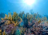 Into the Blue - Indonesiens Unterwasserparadiese