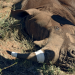 Namibia - Im Etosha Nationalpark