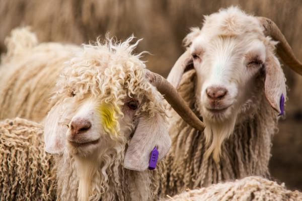 Bild 1 von 6: Einjährige Angoraziegenböcke kurz vor der Schur