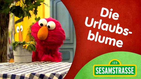 Bild 1 von 2: Elmo hat vergessen, Julias Blume während ihres Urlaubs zu gießen.