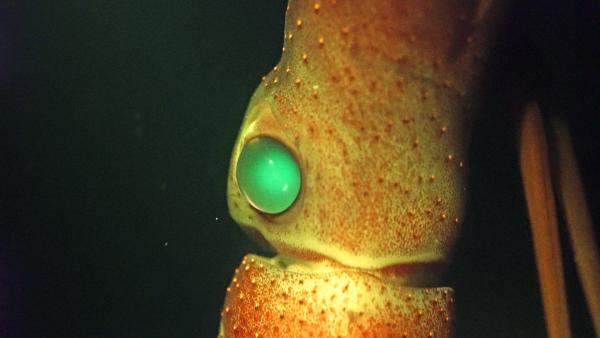 Bild 1 von 7: Erdbeer-Kalmare besitzen zwei verschiedene Augen. Ein kleines, um nach unten zu schauen, und ein großes, um nach oben zu blicken.  Das große Auge ist darauf spezialisiert, Silhouetten von Beutetieren gegen das verschwindend schwache Restlicht zu erkennen.