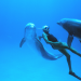 Jacques Mayol, Dolphin Man