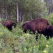 Kanadas Nationalparks