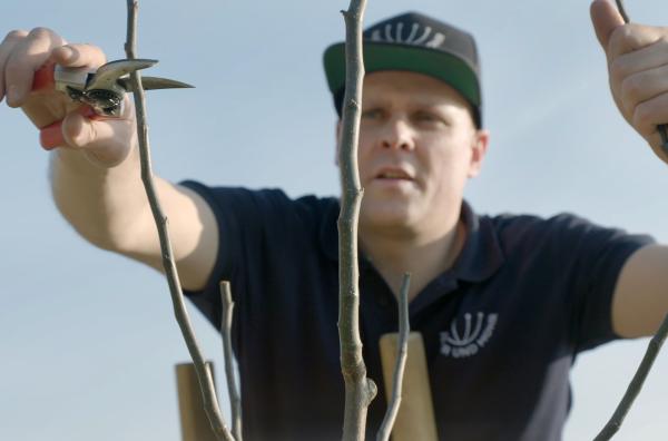 Bild 1 von 8: Dennis Mohr macht den Pflanzschnitt: Er bringt die Äste des gepflanzten Baumes ins Verhältnis zu den Wurzeln.