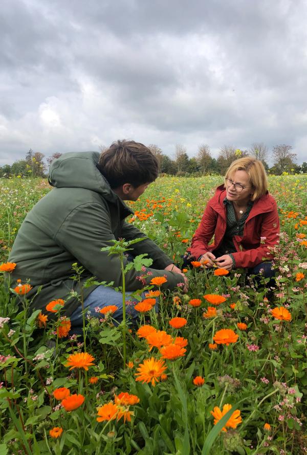 Bild 1 von 3: Frank Seibert (links) und Agrarwissenschaftlerin Astrid Sprenger (rechts) beim Ernten der Calendula (Ringelblume) auf dem Feld von Weleda bei Schwäbisch Gmünd. Sprenger ist die Leiterin des Heilpflanzengartens von Weleda bei Schwäbisch-Gmünd.