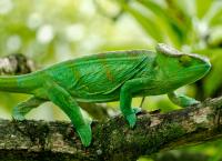 Madagaskar oder der große Karneval der Chamäleons