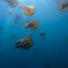 Voyage of Time: Life s Journey