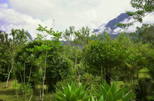 Bild 1 von 2: Auf La Réunion wird die Kraft der Heilpflanzen schon seit vielen Jahrhunderten für Tees und Salben genutzt.