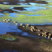 Abenteuer Wildnis