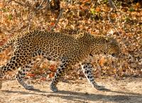 Malika jagt - Abenteuer einer Leopardin