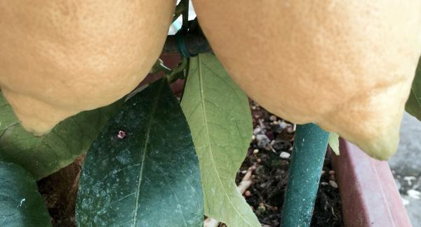 Bild 1 von 3: Nahaufnahme: zwei Zitronen.